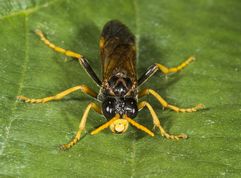 Bladhveps tenthredo campestris
